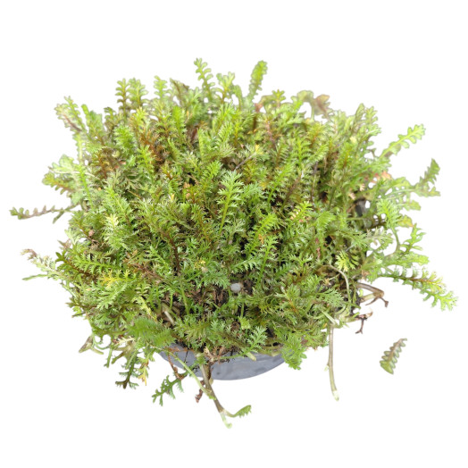 SAGINA subulata D13 P x8 MIX Precious Earth