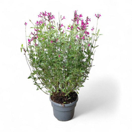 SALVIA greggii C05 Icing Sugar