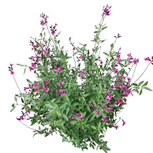 SALVIA greggii C05 Icing Sugar