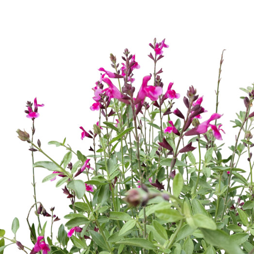 SALVIA greggii C05 Icing Sugar