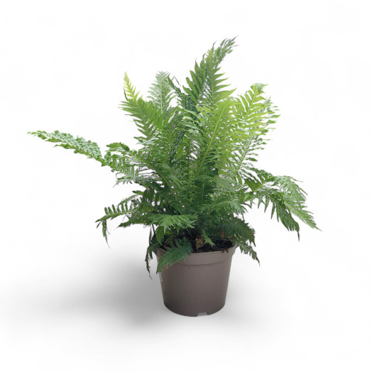 BLECHNUM gibbum D28