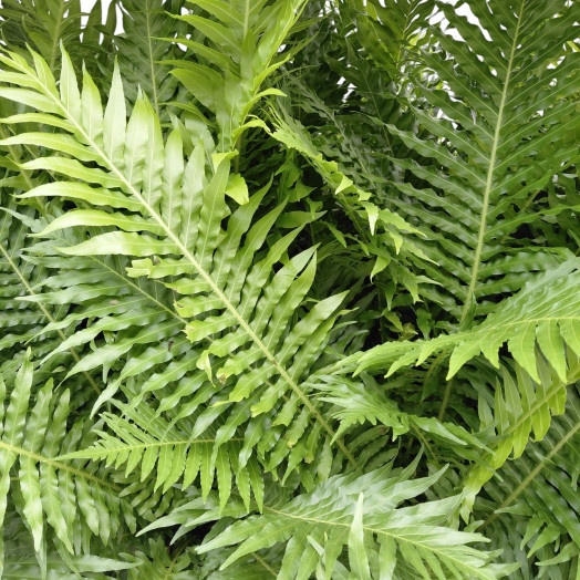 BLECHNUM gibbum D28