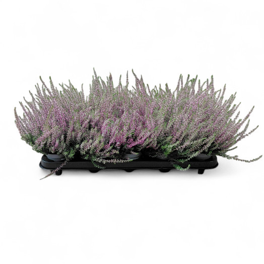 CALLUNA vulgaris D09 X14 Garden Girls