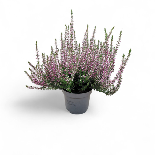 CALLUNA vulgaris D09 X14 Garden Girls