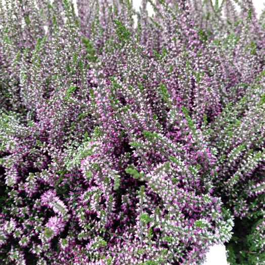 CALLUNA vulgaris D09 X14 Garden Girls