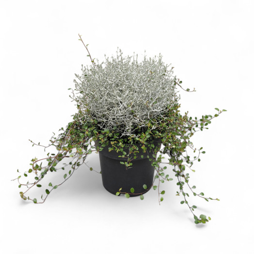 LEUCOPHYTA MUEHLENBECKIA D19