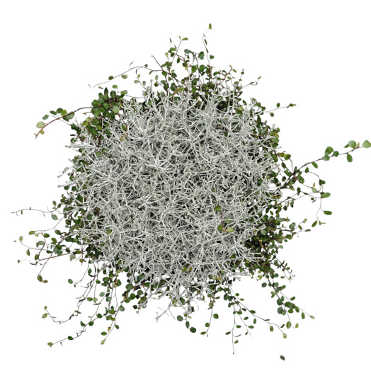 LEUCOPHYTA MUEHLENBECKIA D19