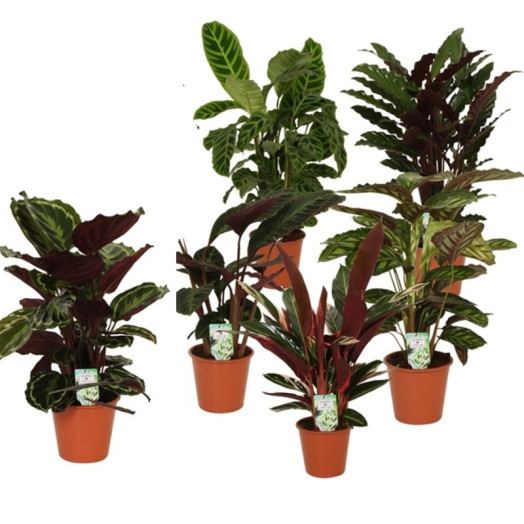 CALATHEA hybride D19 x3 MIX