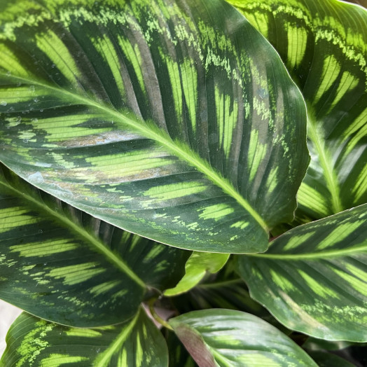 CALATHEA hybride D19 x3 MIX