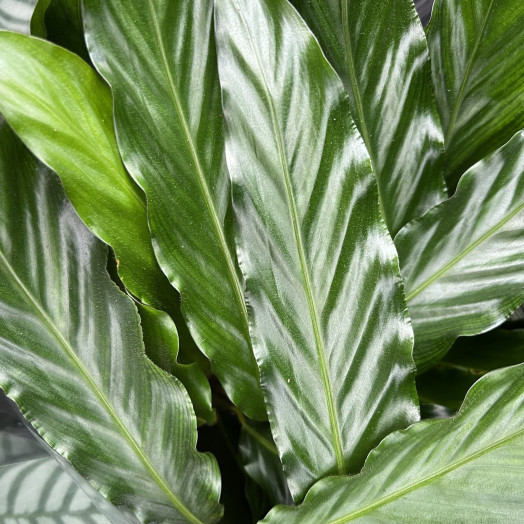 CALATHEA hybride D19 x3 MIX