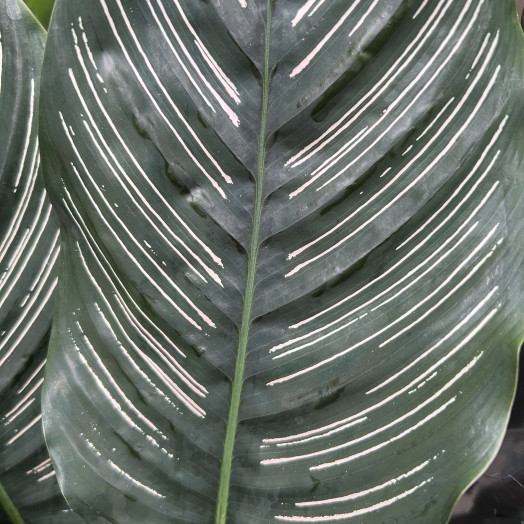 CALATHEA hybride D19 x3 MIX
