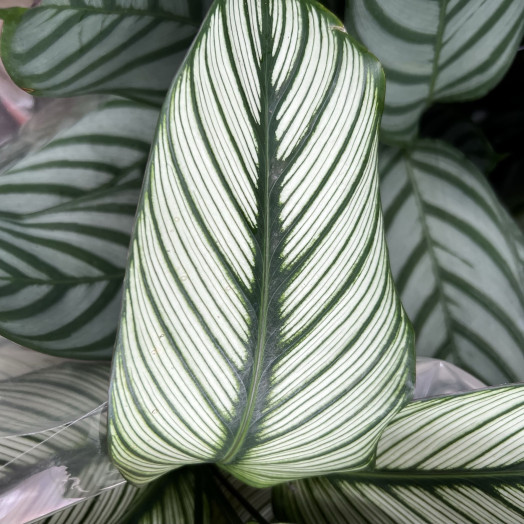 CALATHEA hybride D19 x3 MIX
