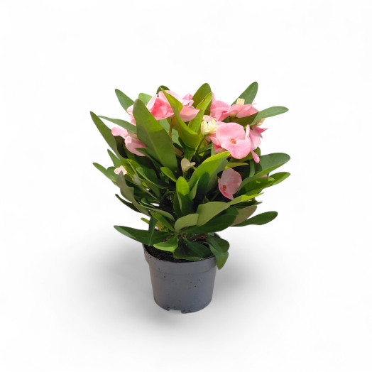 EUPHORBIA milii D11 X12 Charlotte ou Clementine