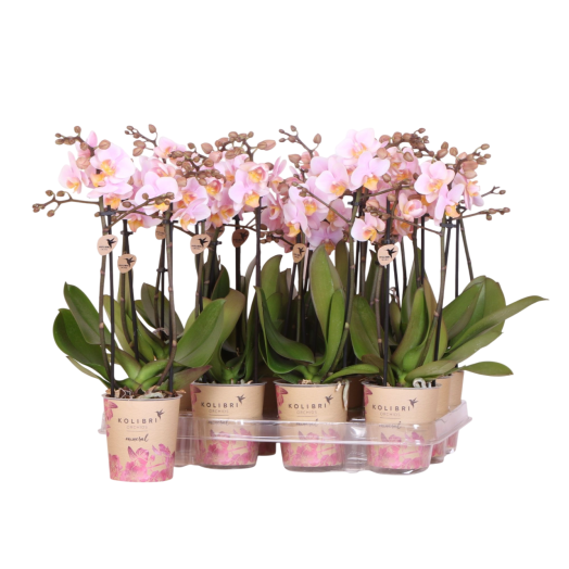 PHALAENOPSIS x D09 2BR P X12 Kolibri ROSE