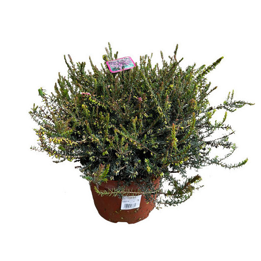 ERICA darleyensis D19 MIX