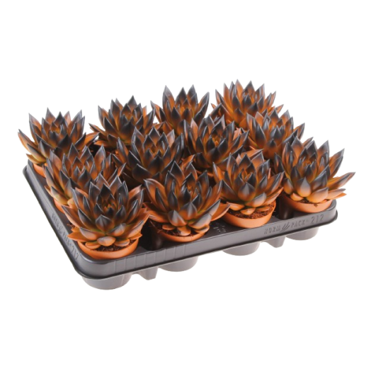ECHEVERIA miranda D09 P x12 TEINTE BICOLORE ORANGE HALLOWEEN