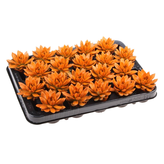 MINI ECHEVERIA miranda D06 P x16 TEINTE ORANGE HALLOWEEN