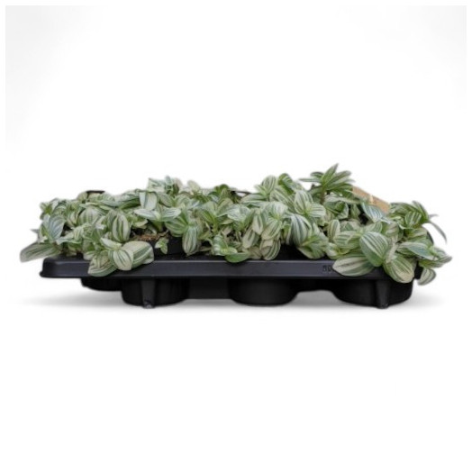 TRADESCANTIA cerinthoides D12 P x8 Brightness