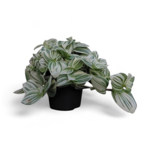 TRADESCANTIA cerinthoides D12 P x8 Brightness