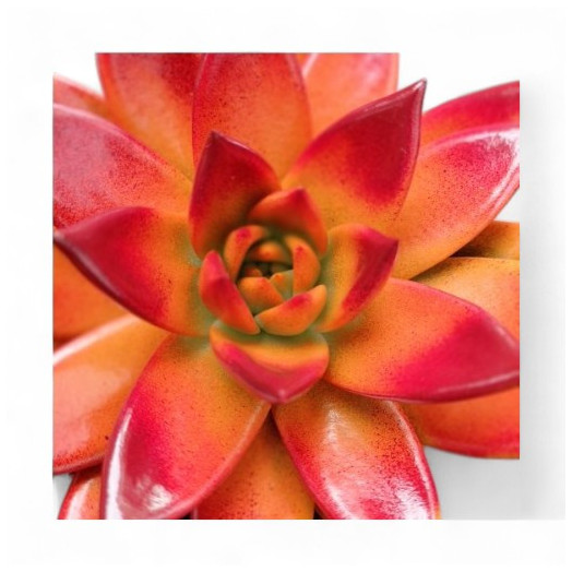 ECHEVERIA miranda D10 P x6 Bicolor Autumn MIX
