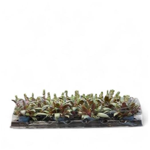 MINI CRASSULA orbicularis D06 x11 Rosularis