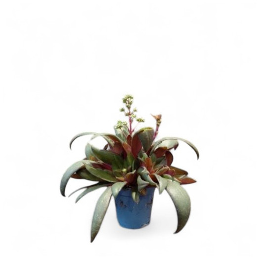MINI CRASSULA orbicularis D06 x11 Rosularis