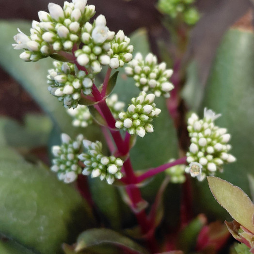 MINI CRASSULA orbicularis D06 x11 Rosularis