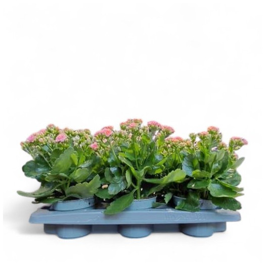 KALANCHOE blossfeldiana D13 x6 Roseflowers MIX