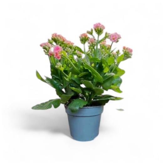 KALANCHOE blossfeldiana D13 x6 Roseflowers MIX
