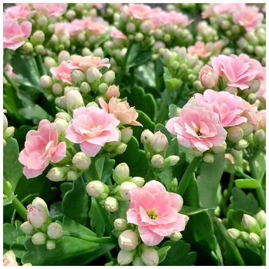 KALANCHOE blossfeldiana D13 x6 Roseflowers MIX