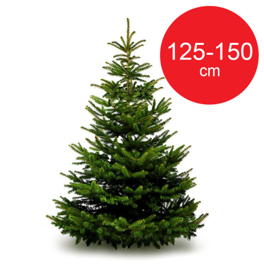 SC NORDMANN 125-150 TRONC 50MM