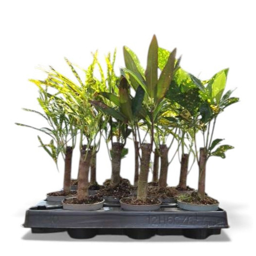 MINI CODIAEUM variegatum D06 x12 TIGE