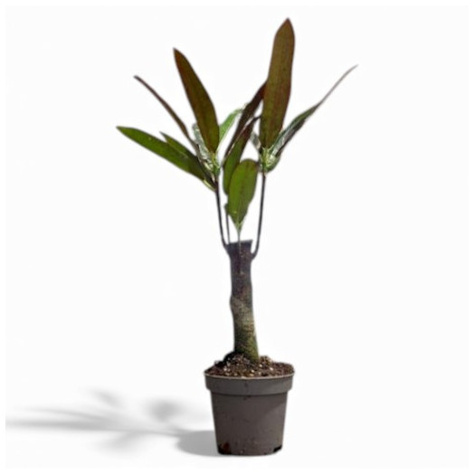 MINI CODIAEUM variegatum D06 x12 TIGE
