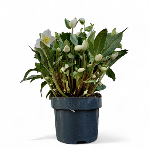 HELLEBORUS niger D17 P x6 Christmas Carol