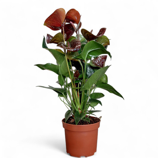 ANTHURIUM andreanum D17 P Essencia