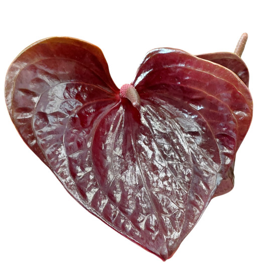 ANTHURIUM andreanum D17 P Essencia