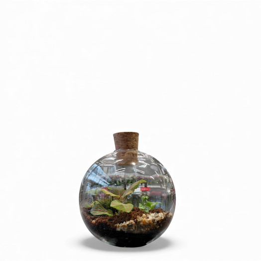 PLANTE VERTE D12V P x6 Terrarium Orcus