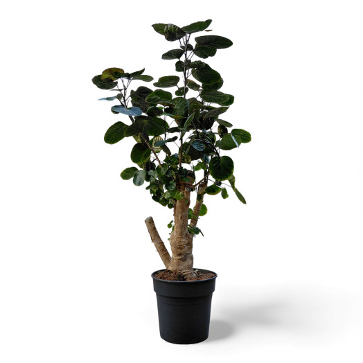 POLYSCIAS balfouriana D27 P Fabian