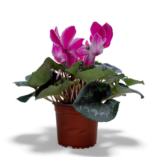 CYCLAMEN persicum D14 X6