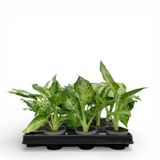 MINI DIEFFENBACHIA maculata D06 X12