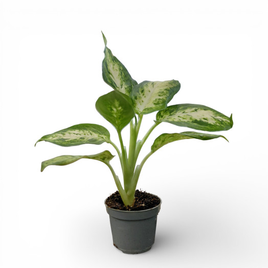 MINI DIEFFENBACHIA maculata D06 X12