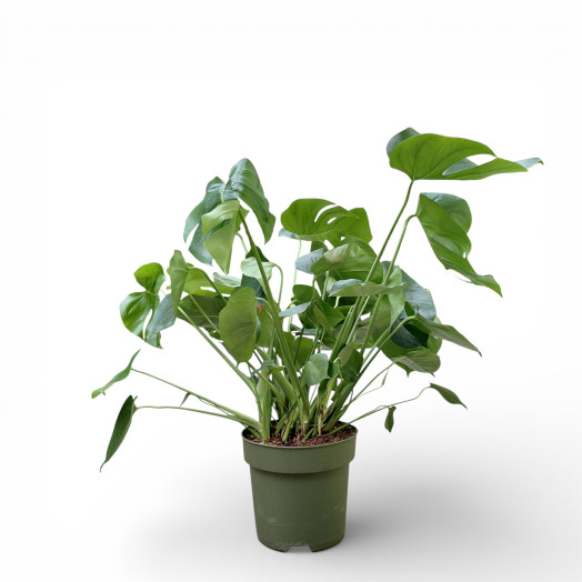 MONSTERA deliciosa D24 80-90CM