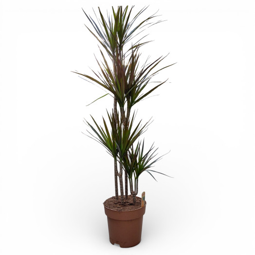 DRACAENA marginata D27 4PP Magenta 150CM