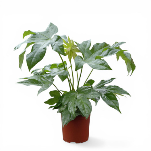 FATSIA japonica D17 X6