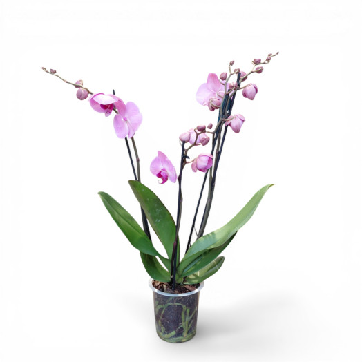 PHALAENOPSIS x D12 P x10 Rose
