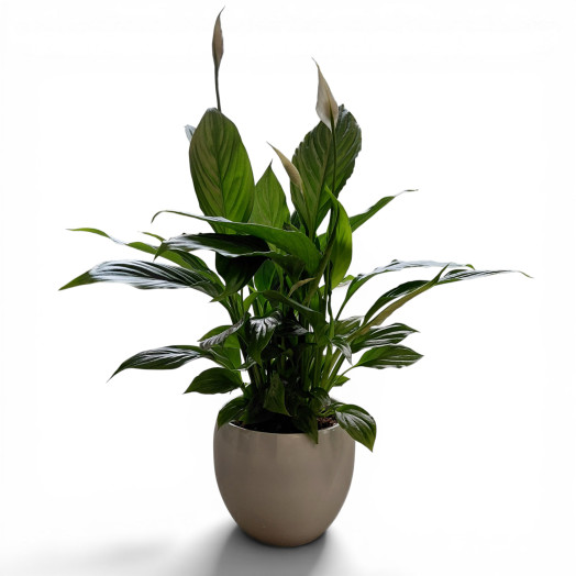 SPATHIPHYLLUM wallisii D13C P Pot Boulle