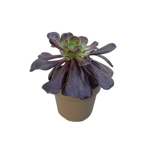 AEONIUM arboreum D14 X6