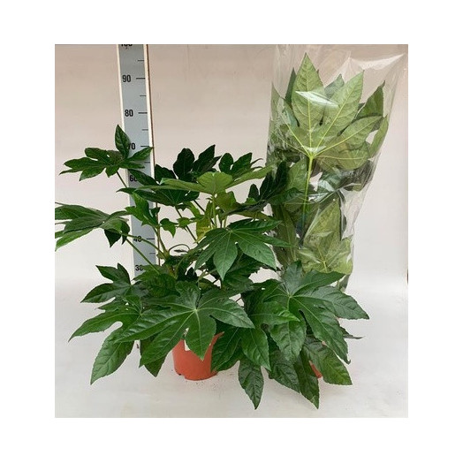 FATSIA japonica D21 70-80CM