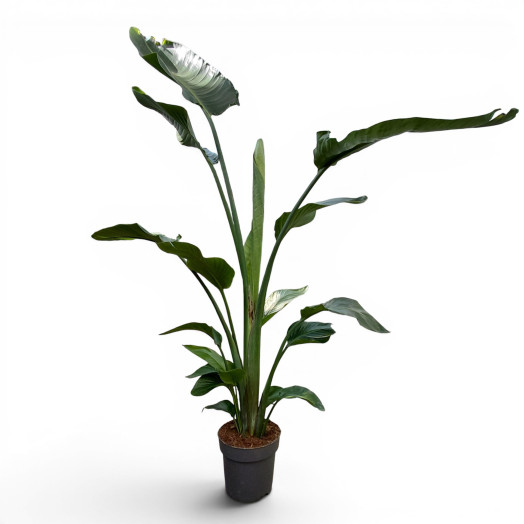 STRELITZIA nicolai D24 P 180CM