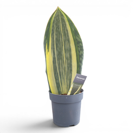 SANSEVIERIA masoniana D14 P x7 Variegata